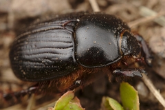 Adoryphorus coulonii