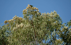 Corymbia terminalis