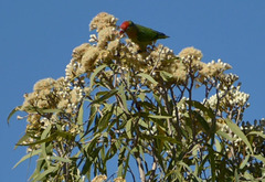 Corymbia terminalis