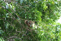 Philemon argenticeps
