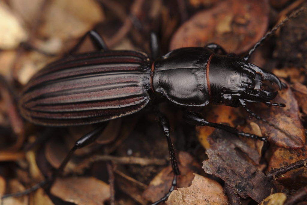 Broscinae