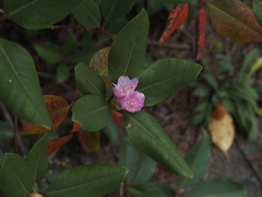 Rhododendron carolinianum