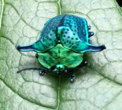 Omocerus caeruleopunctatus