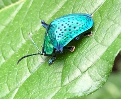 Omocerus caeruleopunctatus