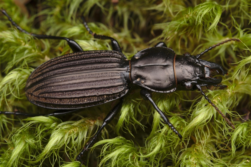 Mecodema costipenne