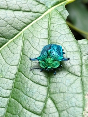 Omocerus caeruleopunctatus