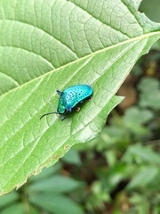 Omocerus caeruleopunctatus