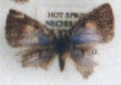 Cupidesthes ysobelae