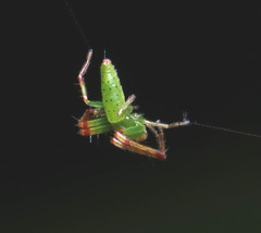 Cetratus