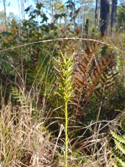Platanthera ciliaris