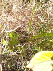 Platanthera ciliaris