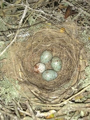 Mimus saturninus