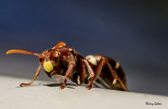 Polistes stigma townsvillensis