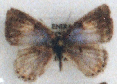 Cupidesthes ysobelae