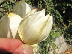 Yucca gloriosa