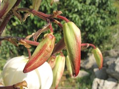 Yucca gloriosa
