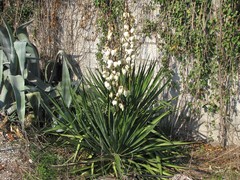Yucca gloriosa