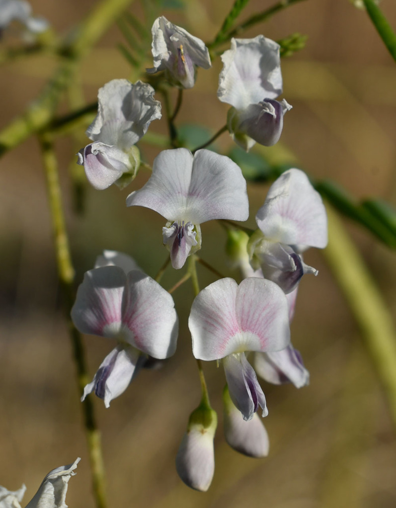 Sesbania brachycarpa F.Muell. 3