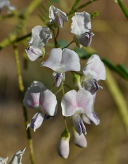 Sesbania brachycarpa