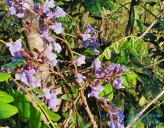 Bowdichia virgilioides