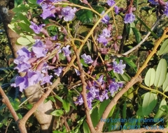 Bowdichia virgilioides