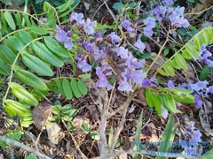 Bowdichia virgilioides