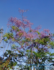 Bowdichia virgilioides