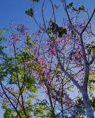 Bowdichia virgilioides