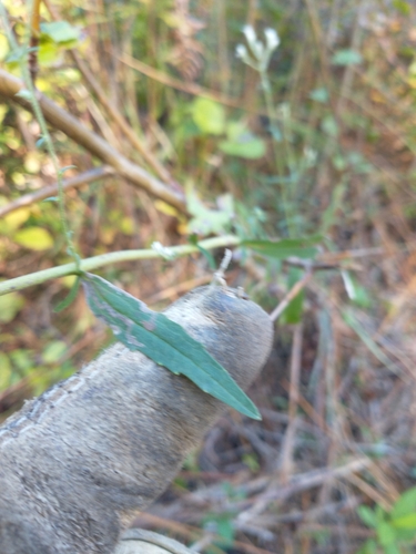 Image of Eupatorium leucolepis by no rights reserved