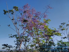 Bowdichia virgilioides