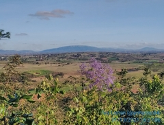 Bowdichia virgilioides