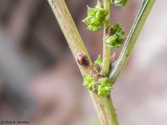 Scymnobius ecuadoricus