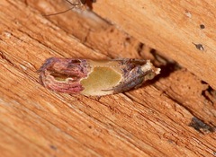 Eumarozia malachitana image