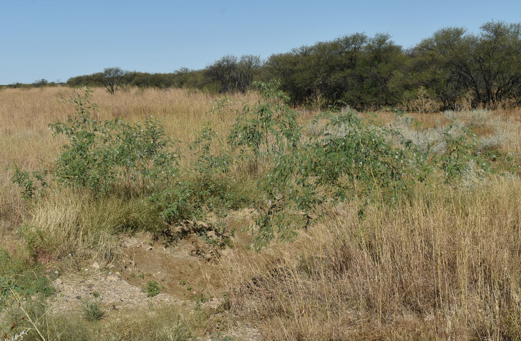Sesbania brachycarpa F.Muell. 4