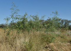 Sesbania brachycarpa