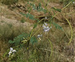 Sesbania brachycarpa