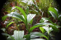 Veratrum fimbriatum