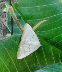 Eulepidotis alabastraria