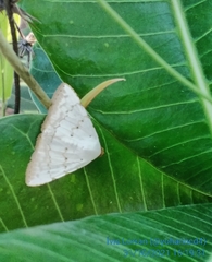 Eulepidotis alabastraria