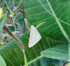 Eulepidotis alabastraria