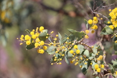 Acacia pyrifolia pyrifolia