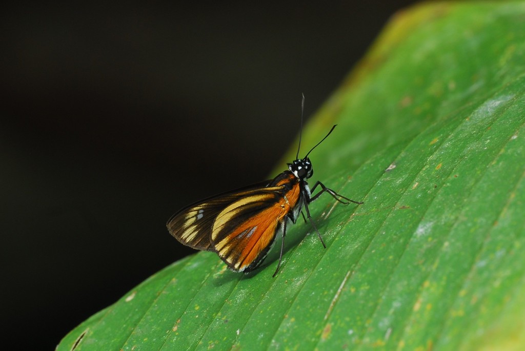 Vettius