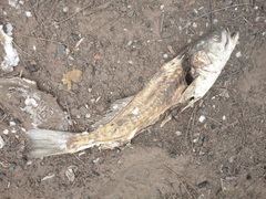 Cynoscion guatucupa