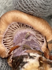 Thaxterogaster purpurascens