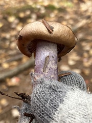 Thaxterogaster purpurascens