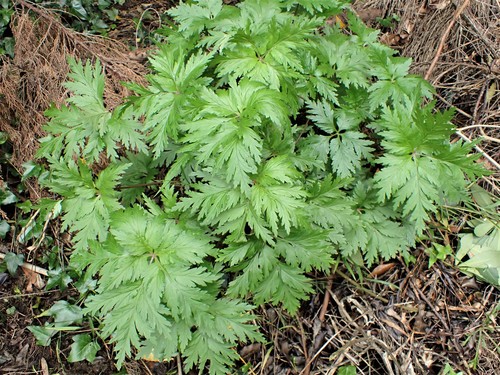 Geranium maderense