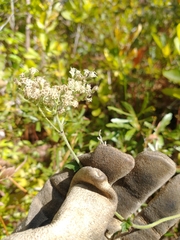 Eupatorium rotundifolium