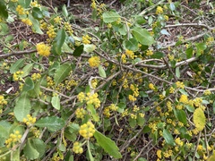 Azara serrata