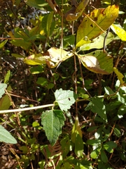 Eupatorium rotundifolium