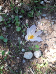 Crocus cancellatus mazziaricus